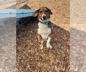 Australian Shepherd-Beagle Mix Dogs for adoption in Waterford, VA, USA
