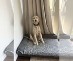 Small #4 Labrador Retriever