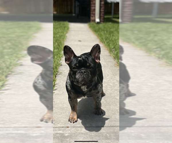 Medium Photo #1 French Bulldog Puppy For Sale in PEARLAND, TX, USA