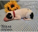 Small Photo #52 Border Collie Puppy For Sale in BROOKFIELD, MO, USA