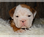 Small Photo #17 English Bulldog Puppy For Sale in VERONA, MO, USA