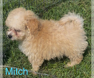 Maltese-Poodle (Toy) Mix Puppy for sale in AZLE, TX, USA