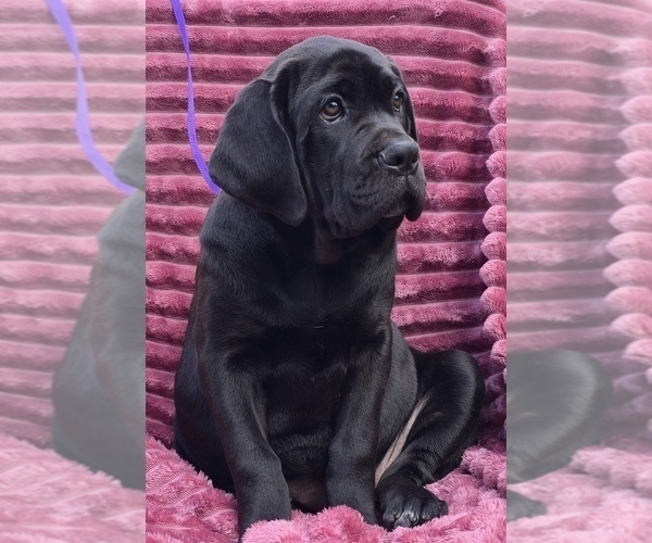Medium Photo #7 Cane Corso Puppy For Sale in MINERAL WELLS, WV, USA