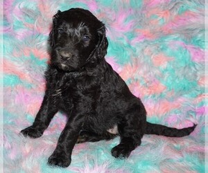 Labradoodle Puppy for sale in LA HABRA, CA, USA