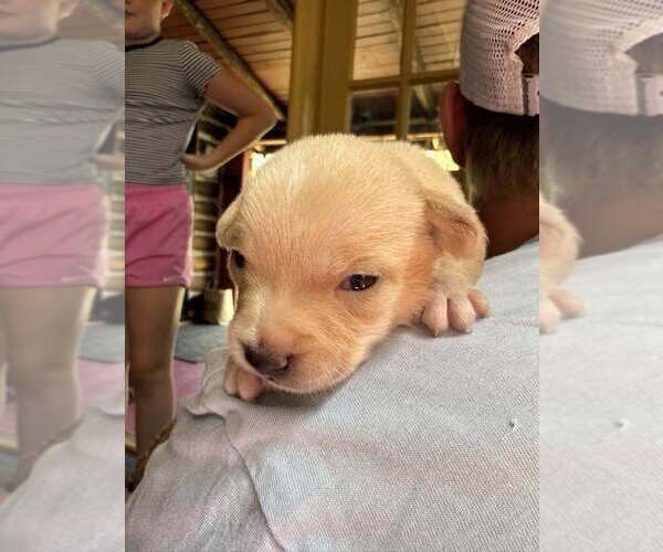 Medium Photo #2 Chihuahua-Unknown Mix Puppy For Sale in New York, NY, USA