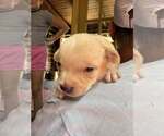 Small #1 Chihuahua Mix