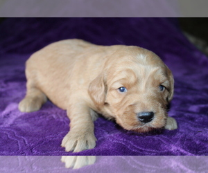 Goldendoodle (Miniature) Puppy for sale in BLOOMINGTON, IN, USA