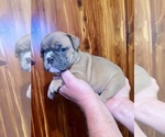 Small Photo #10 Bulldog Puppy For Sale in GREERS FERRY, AR, USA