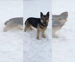 Small #6 German Shepherd Dog
