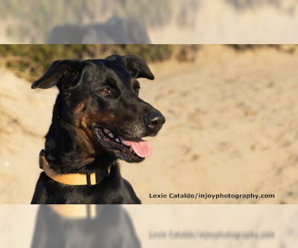 Medium Photo #1 Doberman Pinscher-Labrador Retriever Mix Puppy For Sale in Ventura, CA, USA