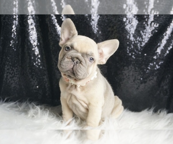 Medium Photo #35 French Bulldog Puppy For Sale in WARSAW, IN, USA