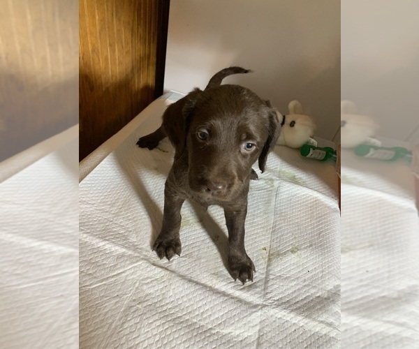 Medium Photo #2 Labradoodle Puppy For Sale in DEEPWATER, MO, USA