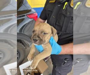 American Staffordshire Terrier-Unknown Mix Dogs for adoption in San Antonio, TX, USA