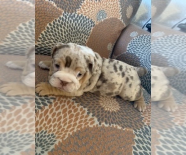 Medium Photo #4 English Bulldog Puppy For Sale in CIBOLO, TX, USA