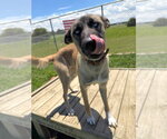Small #1 Akita Mix