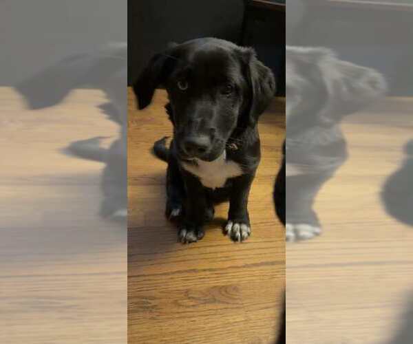 Medium Photo #1 Bassetdor Puppy For Sale in Aurora, IN, USA