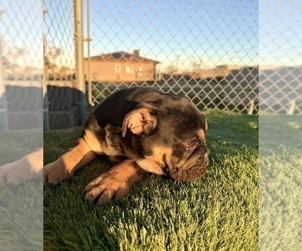 Medium Photo #35 English Bulldog Puppy For Sale in CORONA, CA, USA