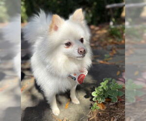 Pomeranian-Unknown Mix Dogs for adoption in Warrenton, VA, USA