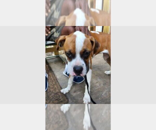 Medium Photo #1 Boxer Puppy For Sale in Austin, TX, USA