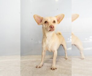 Chihuahua-Unknown Mix Dogs for adoption in Studio City, CA, USA