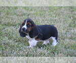 Small Photo #48 Basset Hound Puppy For Sale in MEMPHIS, MO, USA