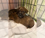 Small #1 Staffordshire Bull Terrier Mix