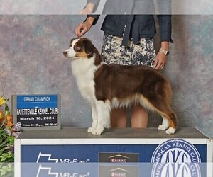Mother of the Miniature American Shepherd puppies born on 06/25/2025