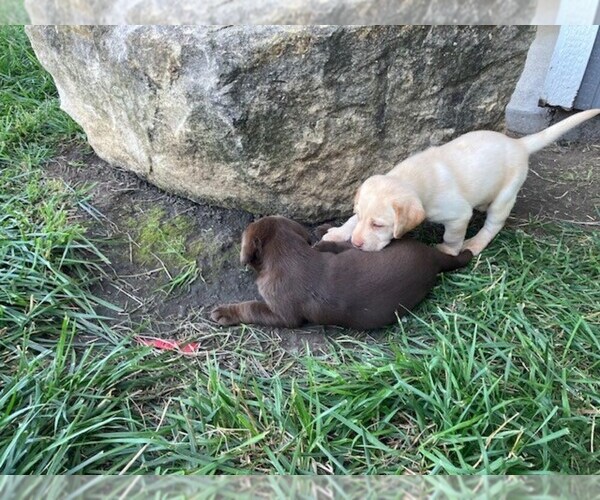 Medium Photo #20 Labrador Retriever Puppy For Sale in SENECA, KS, USA