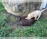 Small Photo #20 Labrador Retriever Puppy For Sale in SENECA, KS, USA