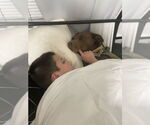 Small #3 Mastador
