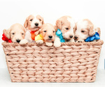 Small Photo #3 Goldendoodle Puppy For Sale in LITTLE ROCK, AR, USA