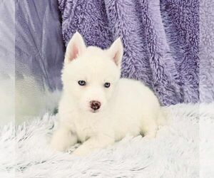 Siberian Husky Puppy for sale in SANDY HOOK, KY, USA