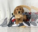 Small #1 Golden Retriever