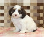 Small #3 Bernedoodle (Miniature)