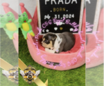 Small Photo #8 English Bulldog Puppy For Sale in ATHENS, GA, USA