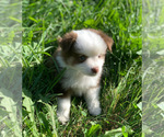 Small Photo #4 Miniature Australian Shepherd Puppy For Sale in MANSFIELD, PA, USA