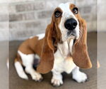 Small #5 Basset Hound
