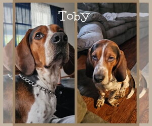 Toby - Male Bagle Hound Dog for Adoption - Photo #2