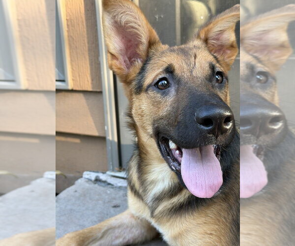 Medium Photo #4 Mutt Puppy For Sale in Andover, MN, USA