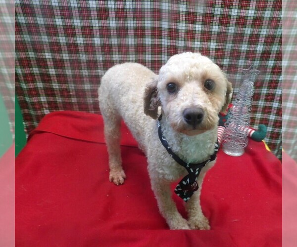 Medium Photo #3 Bichpoo Puppy For Sale in PATERSON, NJ, USA