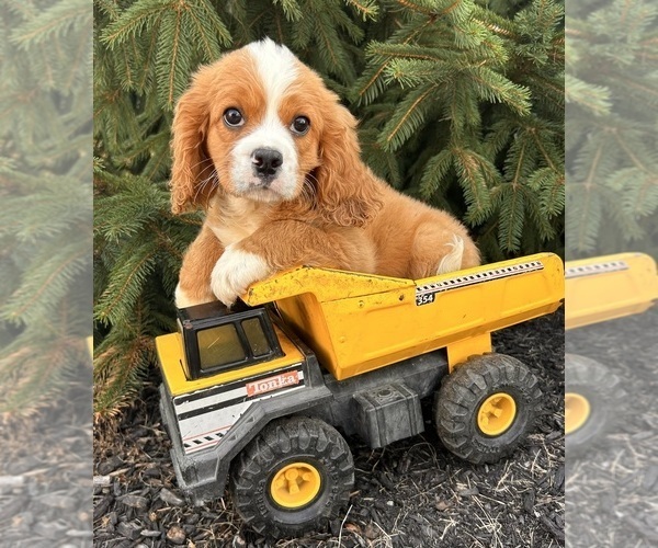 Medium Photo #2 Cavalier King Charles Spaniel-Miniature Bernedoodle Mix Puppy For Sale in MIDDLEBURY, IN, USA