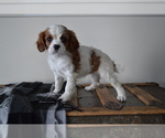 Puppy Wendy Cavalier King Charles Spaniel