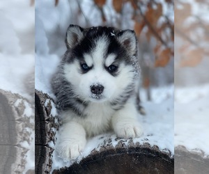 Siberian Husky Puppy for sale in STAPLES, MN, USA