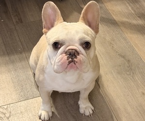 Mother of the French Bulldog puppies born on 04/15/2026