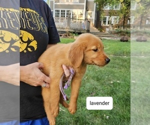 Golden Retriever Puppy for Sale in ALBIA, Iowa USA