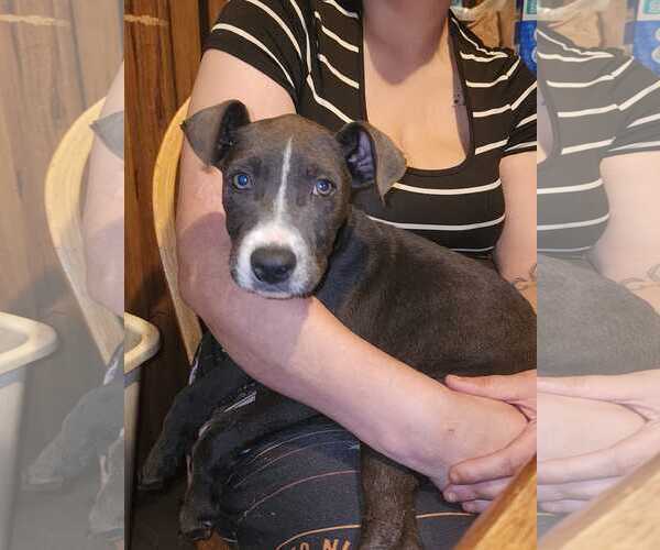 Medium Photo #6 American Pit Bull Terrier-Unknown Mix Puppy For Sale in Oakhurst, NJ, USA