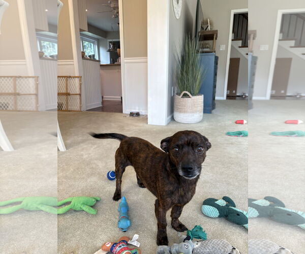 Medium Photo #3 Chiweenie Puppy For Sale in Parker Ford, PA, USA