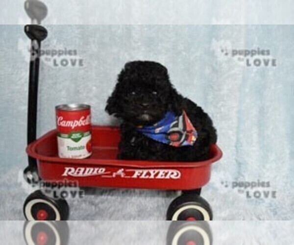 Medium Photo #6 Poodle (Toy) Puppy For Sale in SANGER, TX, USA