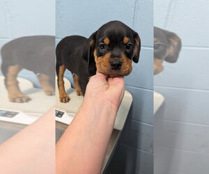 Rottweiler-Unknown Mix Dogs for adoption in Evansville, IN, USA