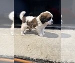 Small Photo #5 Saint Bernard Puppy For Sale in RANCHO DOMINGUEZ, CA, USA